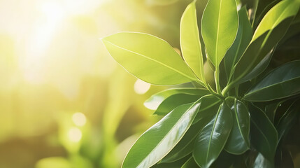 Lush green leaves in sunlight nature's beauty and serenity