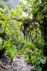 forest in the morning