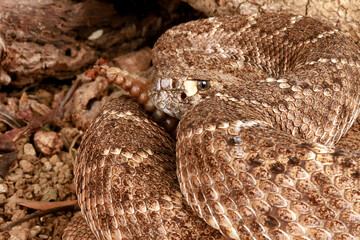 Close-up of a Western Diamondback Rattlesnake (Crotalus atrox).