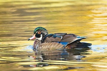 Male juvenile wood duck in a pond.
