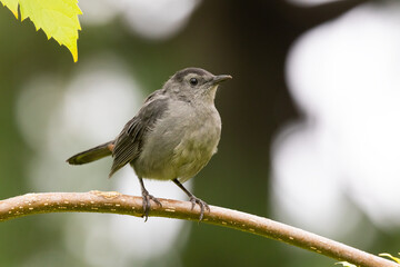 gray catbird (Dumetella carolinensis) in autumn