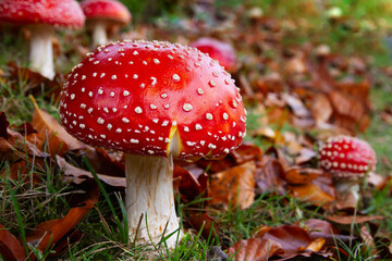 Amanita muscaria mushroom with bright red top and white spots; fly agaric in fall