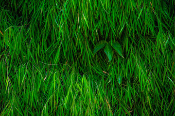 Thick Bamboo Leaves Texture for Nature Wallpaper, A dense texture of overlapping guadua bamboo leaves creates a vibrant and lush green pattern, perfect for natural-themed wallpapers. The image capture