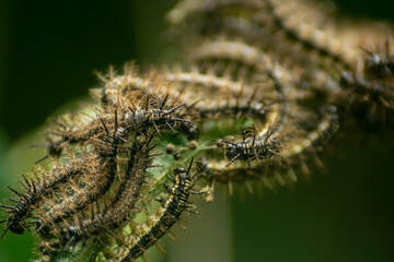Group of Butterfly Caterpillars Devouring Plant Leaves, A close-up of a group of butterfly caterpillars feasting on plant leaves in a vibrant, lush environment. The image captures their collective