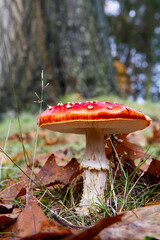 Amanita muscaria mushroom with bright red top and white spots; fly agaric in autumn
