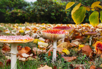 Amanita muscaria mushroom with bright red top and white spots; fly agaric in fall