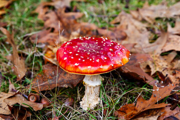 Amanita muscaria mushroom with bright red top and white spots; fly agaric in fall