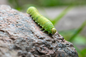 green caterpillar on a stone