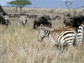 Zebra grazing in tall grass with wildebeest in background