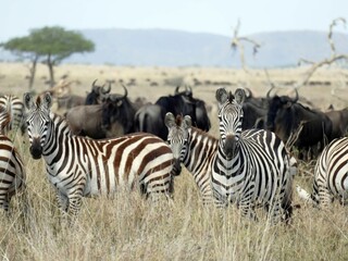 Fototapeta na wymiar Zebras standing in tall grass on the savanna