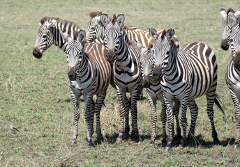 Herd of zebras standing in african savanna