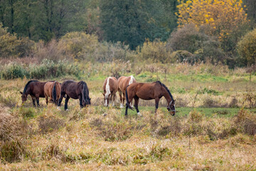 horses grazing in a meadow, Poland
