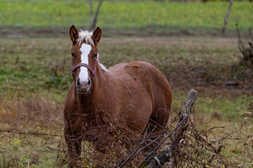 horse in the meadow, Poland