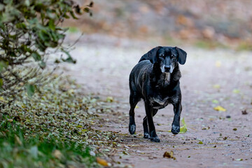 black dog  running in the park