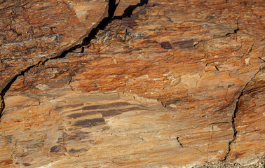  Versteinerter Baumstamm, Namibia