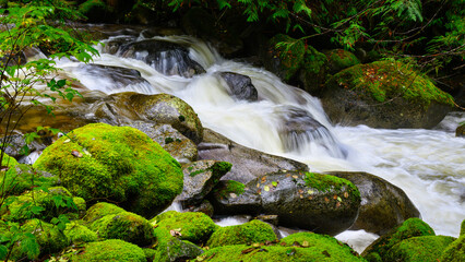 Fresh water mountain stream falling through green moss covered rocks