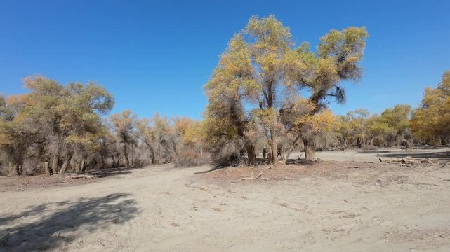 Driving on road passing through populus euphratica forest in Gobi desert with yellow foliage in Tarim Populus euphratica Forest Park, Xinjiang, China, side view from the car, 4k real time footage.