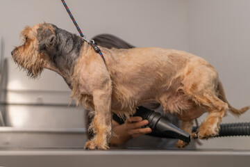Veterinarian drying little dog with hair dryer in veterinary clinic