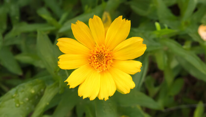 Obraz premium yellow flower, generative ai