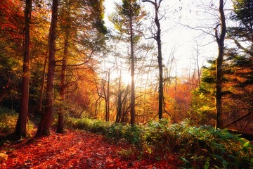 Naklejka premium 朝焼けの紅葉の北アルプスの森林