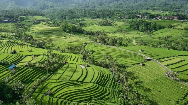 Drone View of Jatiluwih Rice Terrace in Tabanan Bali Indonesia