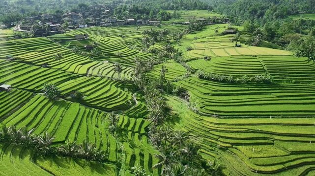 Drone View of Jatiluwih Rice Terrace in Tabanan Bali Indonesia