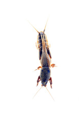 Mole cricket isolated on a white background, mole insect