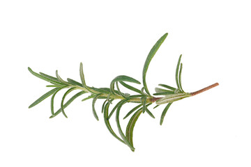 Fototapeta premium Rosemary isolated on a white background