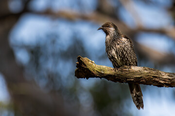 Eastern Rosella 