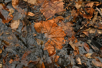 Fallen Leaf In Spring