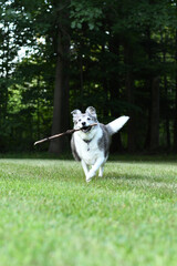 Dog At Play