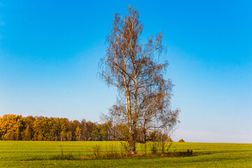 Lonely birch tree in the middle of a green farm field