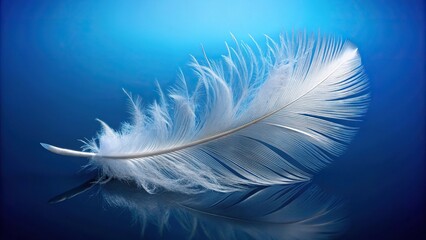 Fototapeta premium White swan feather on blue background