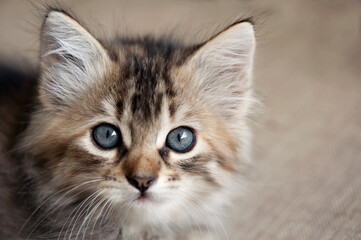 A close-up of an adorable fluffy kitten with mesmerizing blue eyes and soft tabby fur, capturing an innocent and curious expression. 