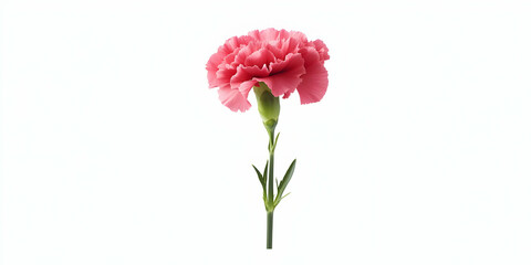A single pink carnation flower on a white background, showcasing its delicate beauty.