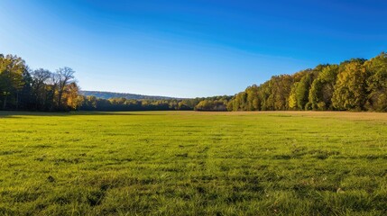 Obraz premium Expansive meadow with short grass, distant forest, and clear sky in park on sunny autumn day.