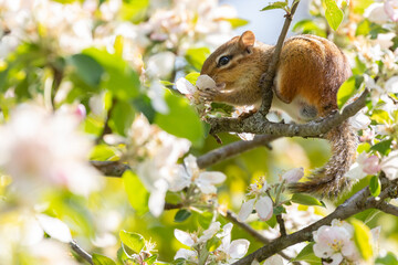 Eastern Chipmunk
