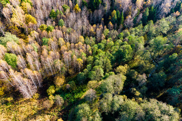 Trees staying green longer by the stream in autumn season, aerial view