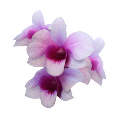 Phalaenopsis or Orchid flower. Close up pink-purple orchid flower branch isolated on transparent background.	