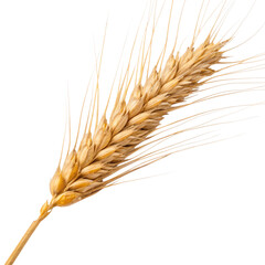 Wheat Ear Isolated on Transparent Background