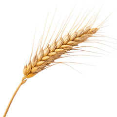 Fototapeta premium Wheat Ear Isolated on Transparent Background