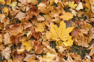 Maple leaves, brown and yellow fall leaves on ground, close-up