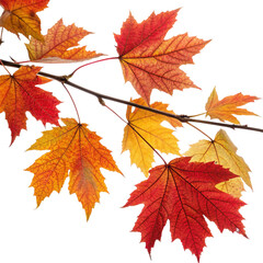 Fototapeta premium Autumn Leaves on Branch Isolated on Transparent Background