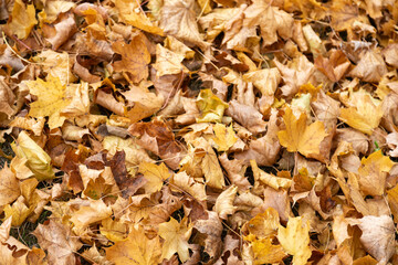 Brown and yellow fall leaves, maple leaves on ground, close-up