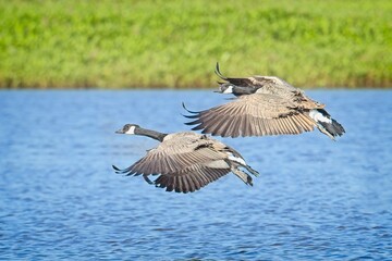 Fototapeta premium Two geese preparing to land in water.