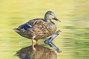 Fototapeta premium Female Mallard on stick in water.