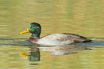 Obraz premium Male mallard swims in calm water.