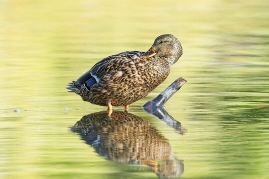 Female mallard preens itself in a pond.