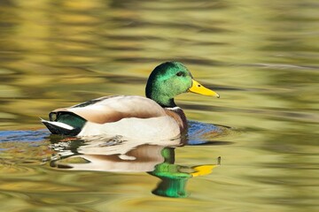 Obraz premium Male mallard swimming in calm water.