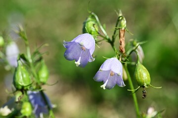 Ladybells ( Adenophora triphylla ) flowers. Campanulaceae perennial plants. Bell-shaped pale purple flowers bloom downward in autumn. Young shoots are edible.